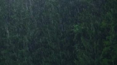 Yağmur ormanındaki. Doğa orman arka plan.