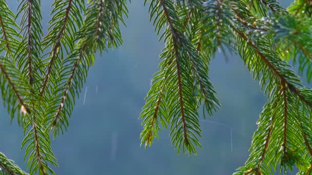 Lluvia en el bosque. Naturaleza bosque fondo . — Vídeo de stock