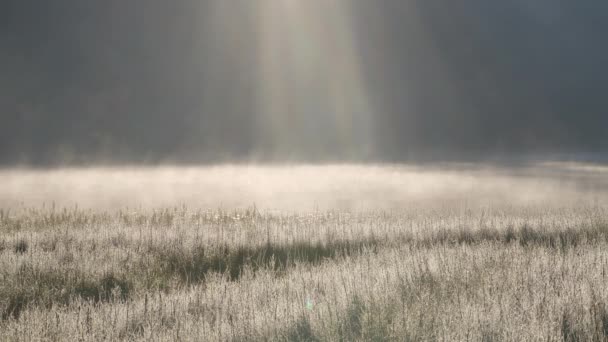 早朝の霧水をかけて上昇 — ストック動画