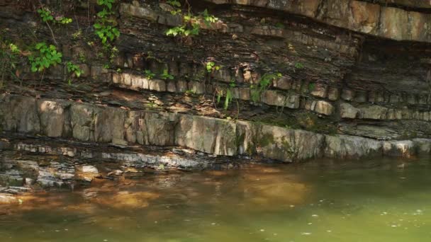 Kleiner Wasserlauf im Wald — Stockvideo