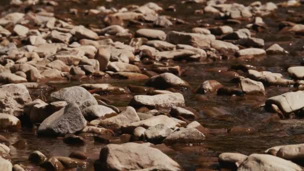 Маленький струмок води в лісі. — стокове відео