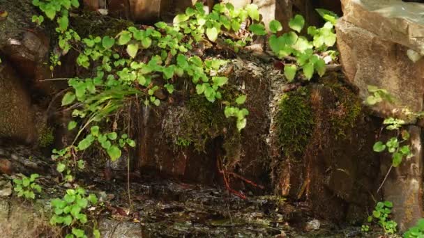 Acqua che scorre giù sulla roccia. Natura paesaggio forestale — Video Stock