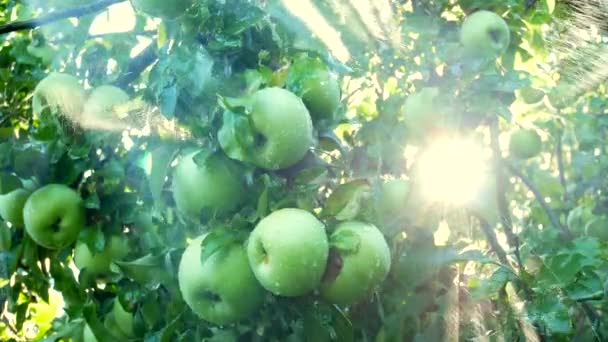 Manzanas orgánicas frescas colgando de la rama del manzano en un jardín con gotas de lluvia, lluvia, riego jardín. Primer plano de manzana verde. Frutas ecológicas creciendo en huerto, primer plano . — Vídeo de stock