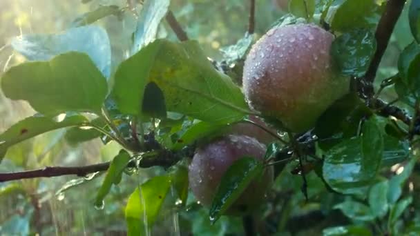 Čerstvá bio jablka visící na větvi jabloně v zahradě s kapkami deště, prší, zalévání zahrady. Zelené jablko detail. Ovoce rostoucí v ovocnářství, closeup. — Stock video