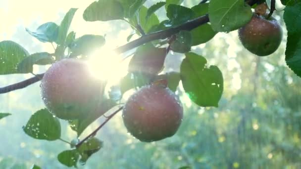 Manzanas orgánicas frescas colgando de la rama del manzano en un jardín con gotas de lluvia, lluvia, riego jardín. Primer plano de manzana verde. Frutas ecológicas creciendo en huerto, primer plano . — Vídeos de Stock