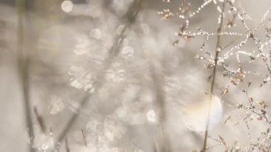 Bir alanda altın çimenlerin üzerinde Glistens Çiy damlaları