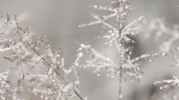 rosée gouttes écoute sur l'herbe dorée dans un champ 