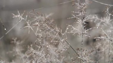 Bir alanda altın çimenlerin üzerinde Glistens Çiy damlaları