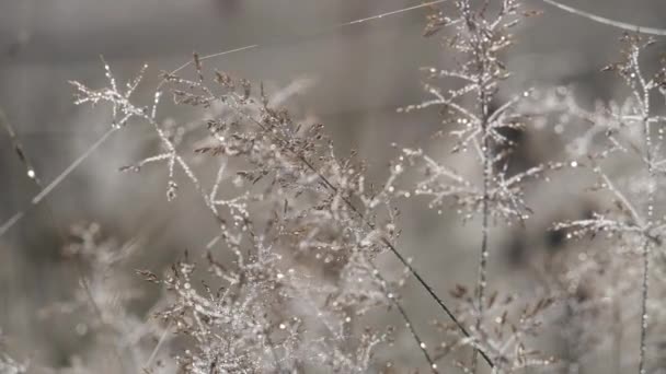 rosée gouttes écoute sur l'herbe dorée dans un champ 