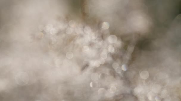 Дью Drops блищить на золотій траві в полі — стокове відео