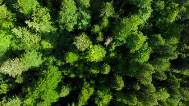 Survoler la forêt Paysage naturel merveilleux 