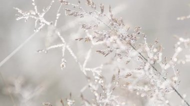 Bir alanda altın çimenlerin üzerinde Glistens Çiy damlaları