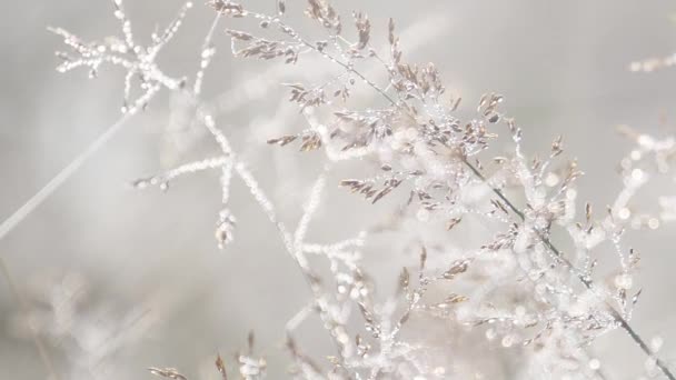 rosée gouttes écoute sur l'herbe dorée dans un champ 
