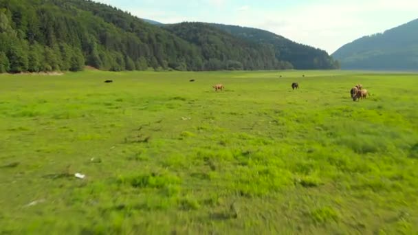 Vacas pastando en el prado de contaminación. Filmación aérea . — Vídeo de stock