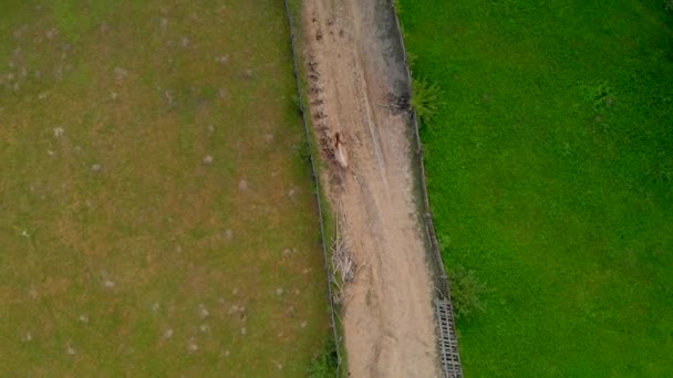 Las vacas caminan por el campo. Filmación aérea . — Vídeo de stock