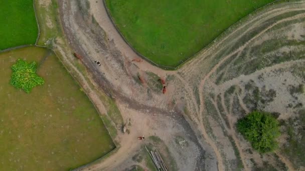 Les vaches marchent à la campagne. Images Aériennes .