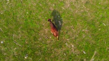 Kirliliğine çayır otlayan inekler. Ekoloji durum. Havadan görüntüleri.