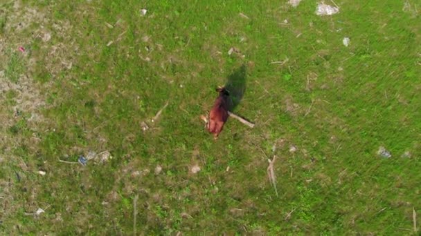 Koeien grazen in de weide van de vervuiling. Ecologie situatie. Antenne materiaal. — Stockvideo