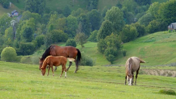 Wilde paarden Grazing op een veld in de bergen — Stockvideo