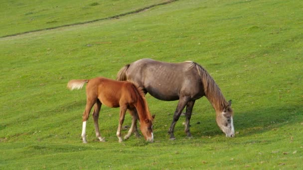 Дикие лошади пасутся на поле в горах — стоковое видео