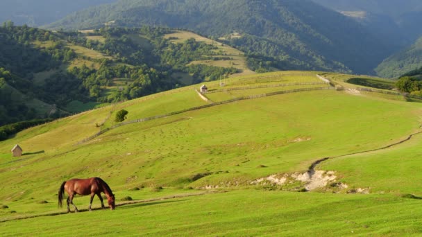 Caballos salvajes pastando en un campo en las montañas — Vídeo de stock