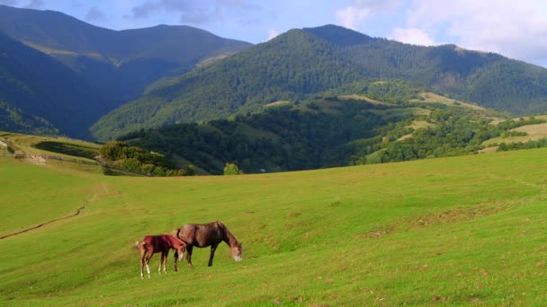 Vilda hästar betande på ett fält i bergen — Stockvideo