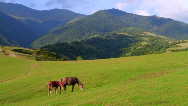 Chevaux sauvages Pâturage sur un champ dans les montagnes 