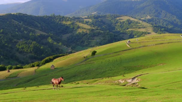 Wilde paarden Grazing op een veld in de bergen — Stockvideo