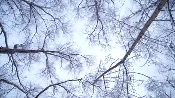 A floresta no inverno — Vídeo de Stock