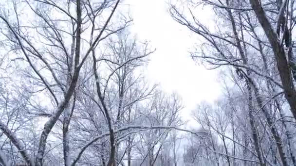 Les v zimě — Stock video