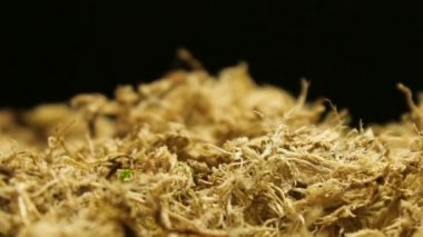 Bitki yetiştirme ile bahar Timelapse