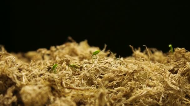 Timelapse de printemps avec des plantes en croissance — Video