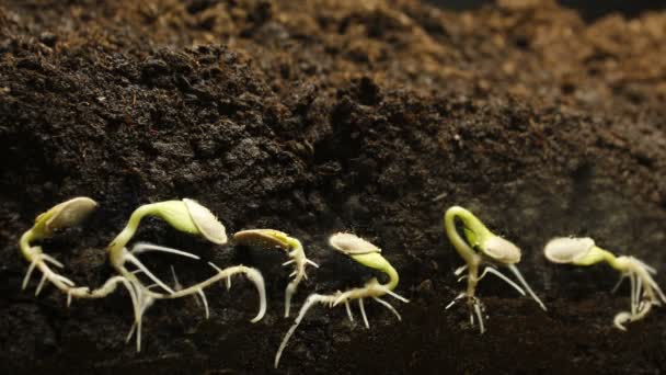 Germinating Seed Growing Ground Agricultura Primavera Verão Timelapse — Vídeo de Stock