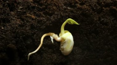 Tohum toprak tarım bahar yaz Timelapse içinde büyüyen takımıdır