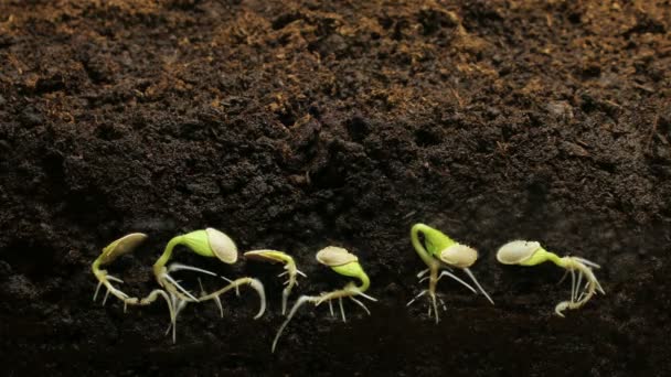 Cultivo de semillas germinantes en la agricultura terrestre Primavera Verano Timelapse — Vídeos de Stock