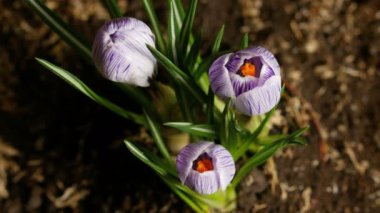 Açılış Iridaceae Timelapse. Bahar ve yaz çiçek hızlı hareket