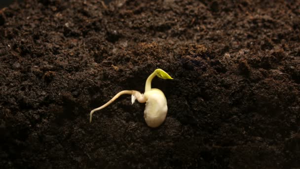 Germinating Seed Growing in Ground Agricultura Primavera Verão Timelapse — Vídeo de Stock