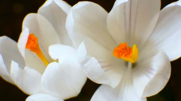 花番红花开花生长的春季宏观时间 — 图库视频影像