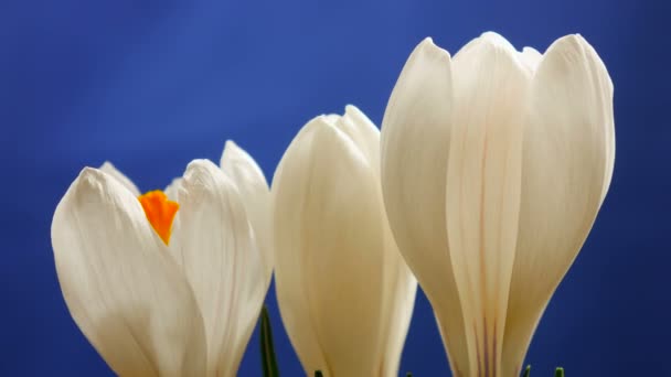 Цветочный крокус Цветение и растущий весенний макрос Timelapse — стоковое видео
