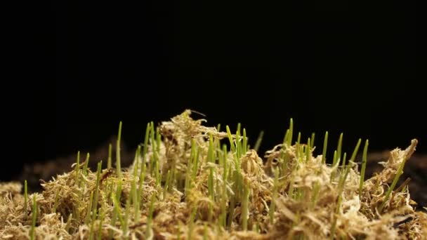 Свіжа зелена пшениця вирощується. Timelapse з рослинництвом Нове життя — стокове відео