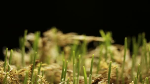 Свежая зеленая пшеница. Время с растущим растением New Life — стоковое видео