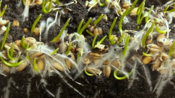 地面で育つ小麦種子の発芽。パン発芽春タイムラプス — ストック動画