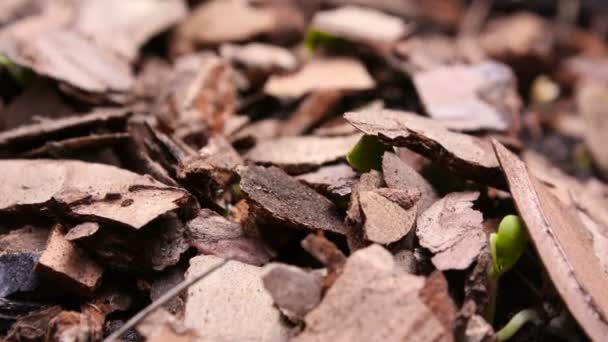 Plantas em crescimento Timelapse brotos vegetais Germinação — Vídeo de Stock