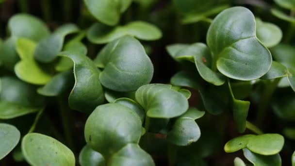 成長する植物タイムラプス野菜もやしの発芽 — ストック動画