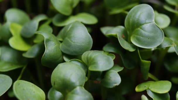 Coltivazione delle piante Timelapse Germinazione dei germogli vegetali — Video Stock