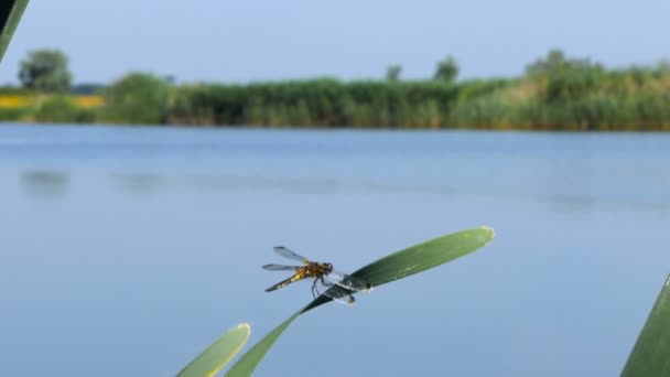 Libélula están sentados en una hoja cerca del río, la libélula captura en la rama del árbol y tronco de madera al aire libre, hermosa libélula en el hábitat natural . — Vídeos de Stock