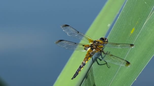 Dragonfly sedí na listě u řeky, DragonFly se chytá na větvi stromu a dřevní pařez ve venkovním prostředí, nádherný Dragonfly v přírodním habitatu.. — Stock video