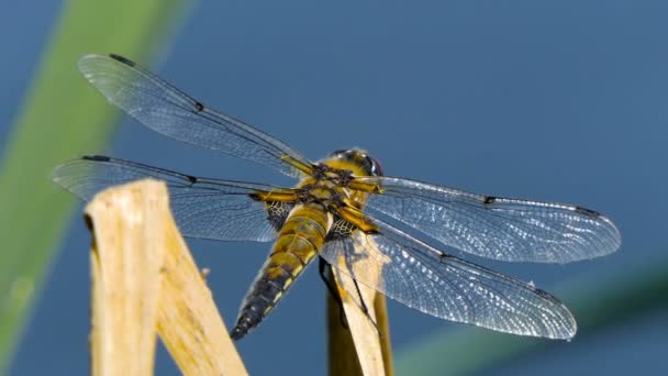Dragonfly sedí na listě u řeky, DragonFly se chytá na větvi stromu a dřevní pařez ve venkovním prostředí, nádherný Dragonfly v přírodním habitatu.. — Stock video