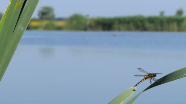 Драконяча муха сидить на листі біля річки, Драконяча муха ловить гілку дерева і пень на відкритому повітрі, красива бабка в природному середовищі проживання . — стокове відео