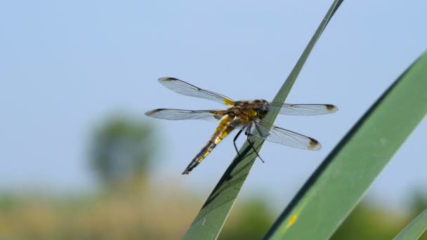 Dragonfly sedí na listě u řeky, DragonFly se chytá na větvi stromu a dřevní pařez ve venkovním prostředí, nádherný Dragonfly v přírodním habitatu.. — Stock video